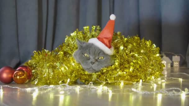 Gato Sombrero Navidad Rojo Sentado Guirnalda Navidad Oropel Mirar Cam — Vídeo de stock