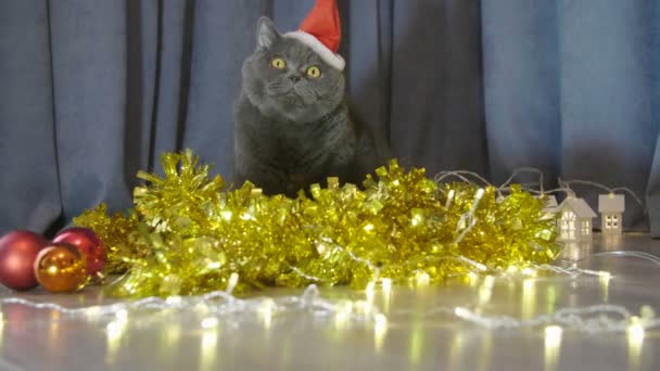 猫在红色圣诞帽子留在圣诞节花环和金属丝和滑稽的外观在凸轮附近 猫的动物肖像在红色的圣诞帽子 英国猫庆祝圣诞节和新年 — 图库视频影像