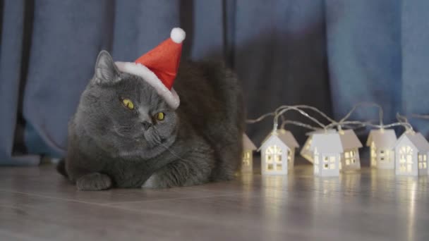 猫在红色的圣诞帽子坐在附近的小点燃的圣诞房子和滑稽的外观在凸轮 猫的动物肖像在红色的圣诞帽子 英国猫庆祝圣诞节和新年 — 图库视频影像