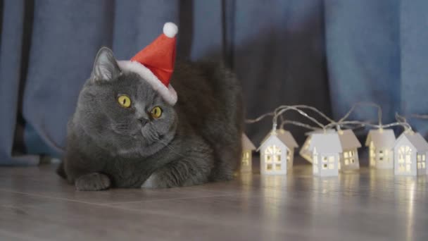 Кішка Червоні Різдвяні Капелюх Сидячи Біля Мало Освітлені Будинки Різдво — стокове відео