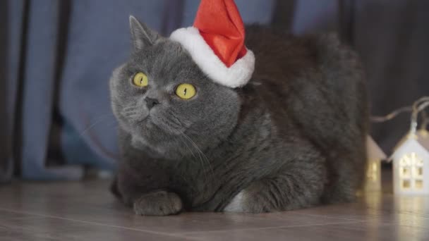 赤いクリスマス帽子にカムで面白い表情と少し明るいクリスマスの家のそばに座って猫 赤いクリスマス帽子の中の猫の動物の肖像画 イギリスの猫クリスマスと新年を祝う — ストック動画