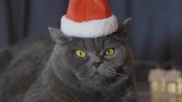 Nahaufnahme Einer Katze Mit Rotem Weihnachtsmütze Die Der Nähe Der — Stockvideo