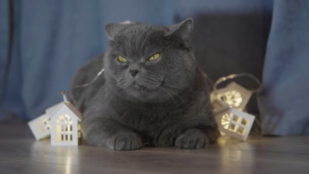Işıklı Noel Oturan Kedi Komik Bakmak Cam Evler Git Buradan — Stok video