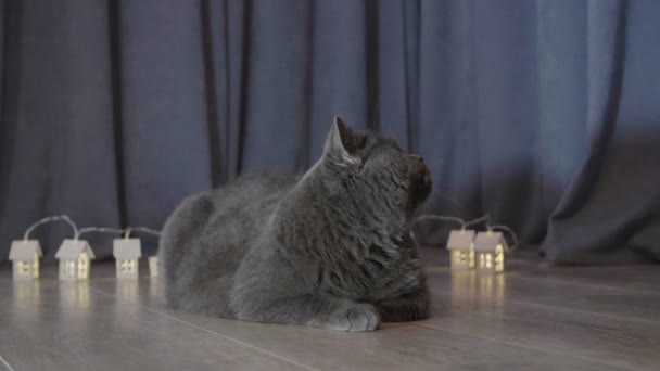 Katze Roter Weihnachtsmütze Sitzt Neben Den Kleinen Beleuchteten Weihnachtshäusern Und — Stockvideo