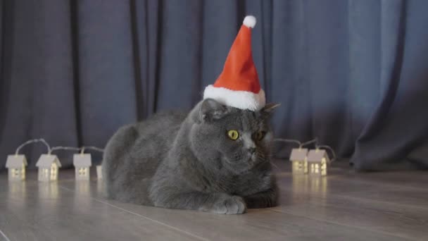 Gato Sombrero Navidad Rojo Sentado Cerca Las Pequeñas Casas Navidad — Vídeos de Stock