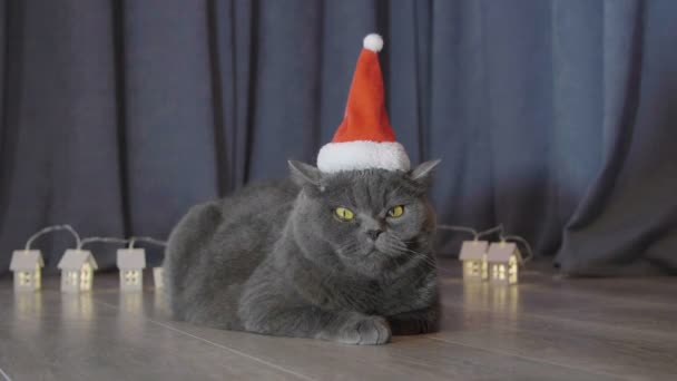 猫在红色的圣诞帽子坐在附近的小点燃的圣诞房子和滑稽的外观在凸轮 猫的动物肖像在红色的圣诞帽子 — 图库视频影像