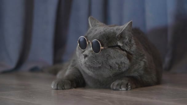 클로즈업 어두운 안경에 고양이의 캠에서 찾습니다 안경에 고양이의 초상화 — 비디오