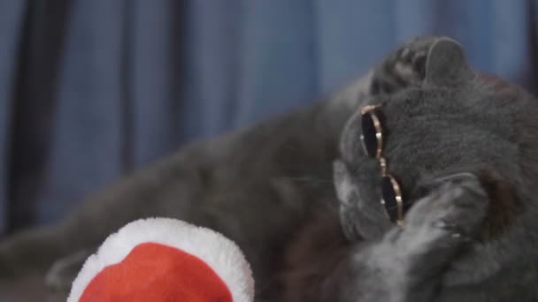 Cat Put Dark Sunny Glasses Red Christmas Hat Funny Look — Stock Video