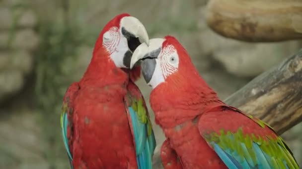两只红金刚鹦鹉的肖像 美丽的鸟在动物园里的一对红金刚鹦鹉 — 图库视频影像