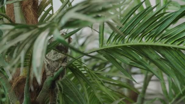 Malé Opičky Tropických Pozadí Callitrichidae Opice — Stock video