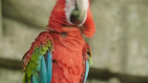 两只红金刚鹦鹉的肖像 美丽的鸟在动物园里的一对红金刚鹦鹉 — 图库视频影像