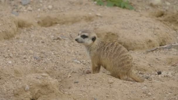 Meerkat Suricata Suricatta Копание Песке Вид Сбоку Суриката Стоит Страже — стоковое видео