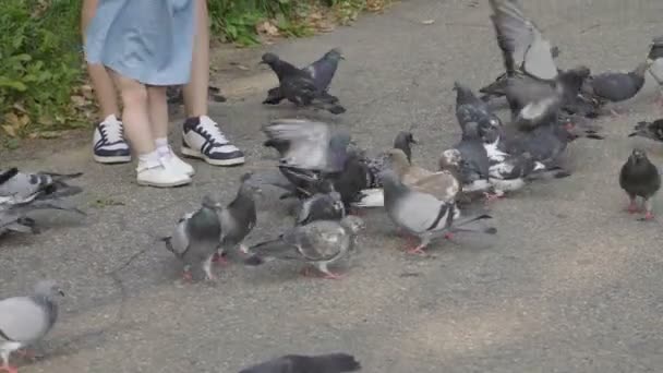 Daughter Mother Feed Flock Pigeons Baby Have Fun Slow Motion — Stock Video