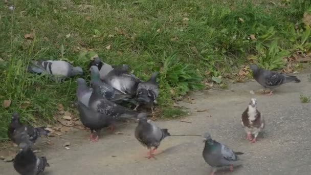 Little Girl Mom Running Pigeons Baby Have Fun Slow Motion — Stock Video