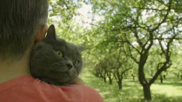 猫が男を抱きしめている 彼の顔の近くに大きな灰色のふわふわの猫を保持し 緑の木の路地を歩いて幸せなハンサムな男 スローモーションでバックビュー 猫をなでる男クローズアップ猫 — ストック動画