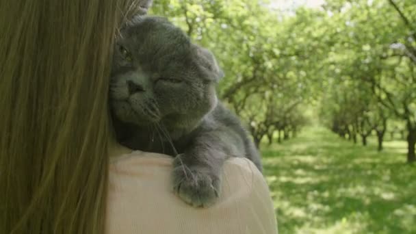 女猫を撫でて緑の木の路地を歩く スローモーションでバックビュー 大きな灰色のふわふわの猫は魅力的な女性を抱いています 閉鎖猫 — ストック動画