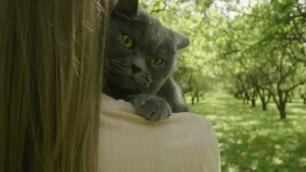 猫は魅力的な女性を抱きしめている 彼女の顔の近くに大きな灰色のふわふわの猫を保持し スローモーションで緑の木の路地を歩いて長いブロンドの髪を持つ幸せな魅力的な女性 クローズアップ猫 — ストック動画