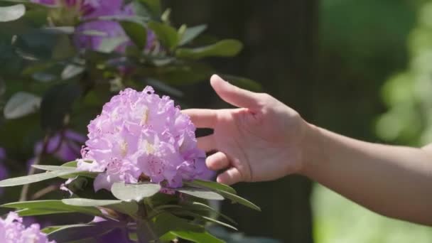 庭で大きな紫色の花を嗅ぐ長い髪を持つ若いかわいい女性 スローモーション — ストック動画