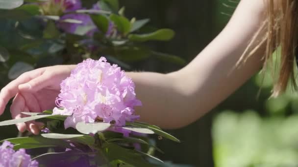 Ung Vacker Kvinna Med Långt Hår Sniffa Stor Violett Blomma — Stockvideo