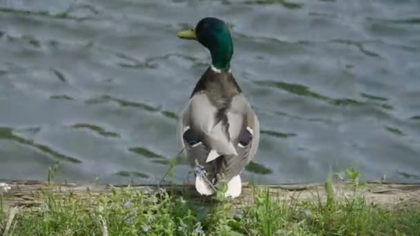 Pato Irritado Perto Lagoa Falando Nervosamente — Vídeo de Stock