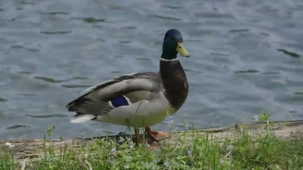 Zły Kaczka Pobliżu Stawu Mówi Nerwowo — Wideo stockowe