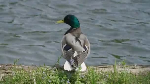 池塘附近的愤怒的鸭子紧张地说话 — 图库视频影像
