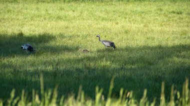 Gencecik bir vinç ailesi yeşil bir alanda uzun otlarla çevrili duruyor. Vahşi doğada vahşi kuşlar. Vahşi yaşam fotoğrafçılığı
