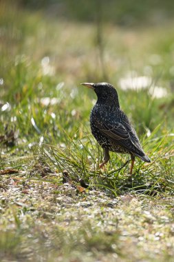Çiçeklerin, canlı renklerin, doğal güzelliğin ve huzur dolu vahşi hayatın arasında, güneş alan bir çayırda bir sığırcık duruyor..