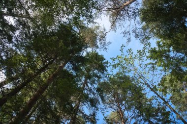 Uzun ağaçlar ve mavi gökyüzü olan sık bir ormana bakıyorum. Güneş ışığı gölgelik boyunca akar, barışçıl ve doğal bir atmosfer yaratır..