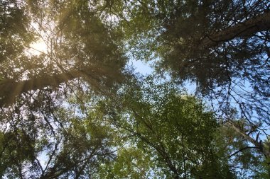 Uzun ağaçlar ve mavi gökyüzü olan sık bir ormana bakıyorum. Güneş ışığı gölgelik boyunca akar, barışçıl ve doğal bir atmosfer yaratır..