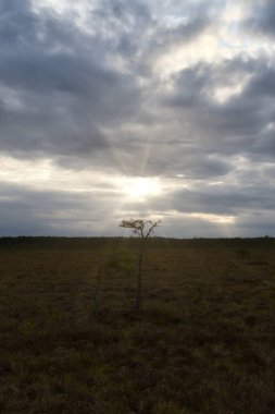 Alacakaranlıkta bulutlu bir gökyüzünün altında engin bir kara parçası gözlemlenir. Yalnız bir ağaç, gri ve mavi renklerin arka planına karşı duruyor ve sakin bir atmosfer yaratıyor..