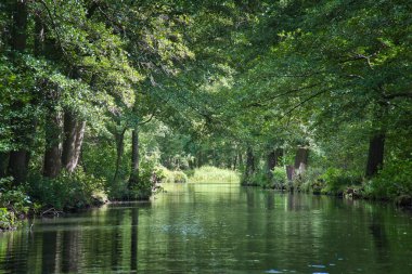 Yazın Spreewald ormanındaki yoğun yeşil bir ormanın içinden huzurlu bir nehir akar. Temiz su ağaçları yansıtır ve barışçıl, doğal bir atmosfer yaratır..