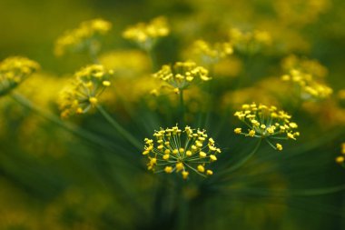 sarı doğa yaz çiçek