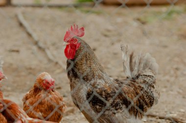 tavuk doğa yaz horoz