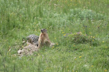 bir dağ çayır üzerinde bir şirin surious dağ sıçanı