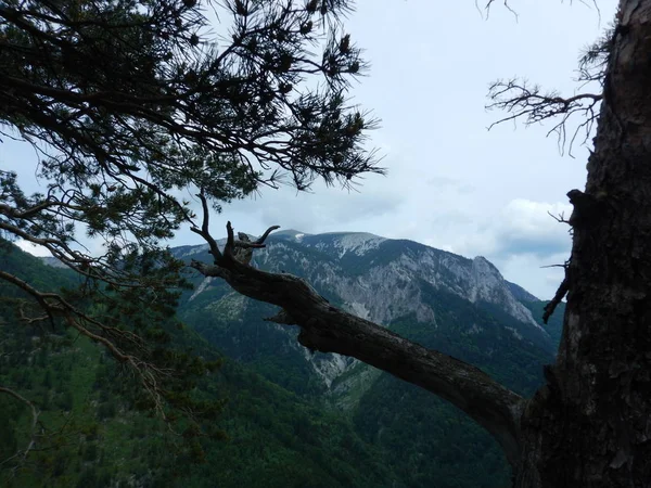 Bir Kaya Üzerinde Bir Çam Ağacının Ayrıntı — Stok fotoğraf