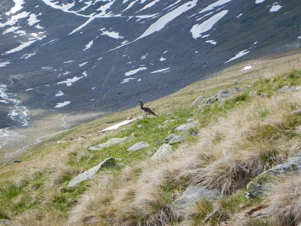 Крихітний Птах Гірському Лузі — стокове фото