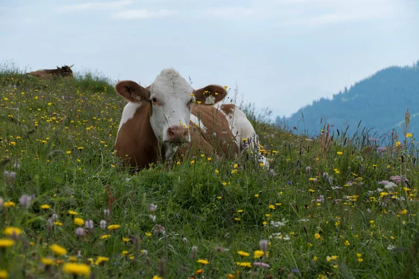 Una Sola Vaca Prado Montaña — Foto de Stock