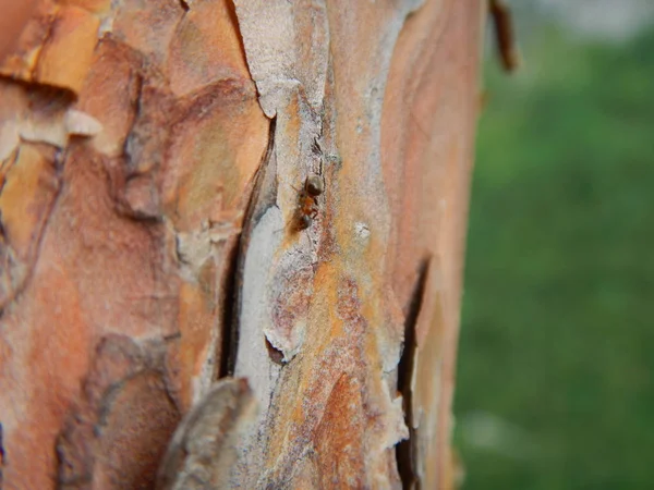 Asingle Running Pine Skin — Stock Photo, Image