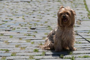 sevimli küçük yorkshire terrier köpek bir evcil hayvan olarak
