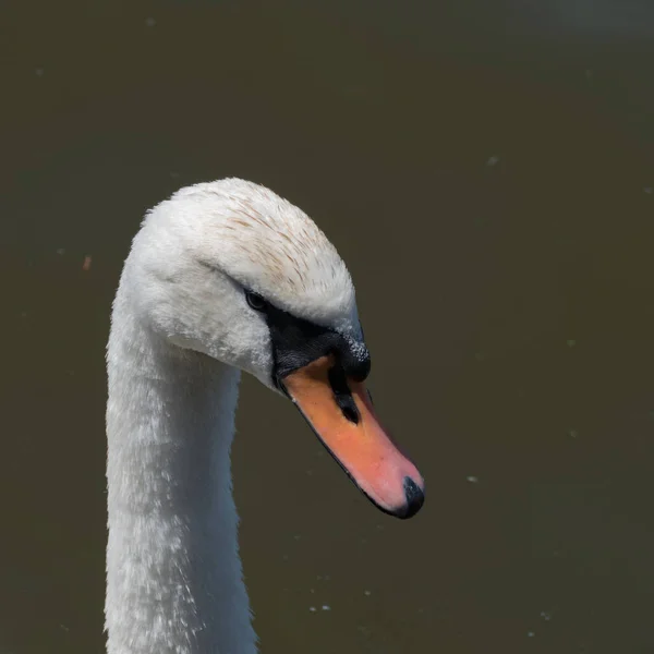 Elegante Cigno Bianco Sul Lago — Foto Stock