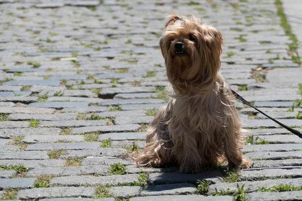Roztomilý Malý Jorkšírský Teriér Pes Jako Domácí Zvíře — Stock fotografie