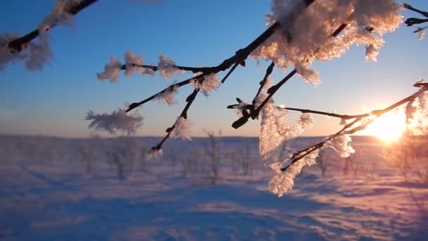 Bela Paisagem Inverno Lappland Finlândia — Vídeo de Stock