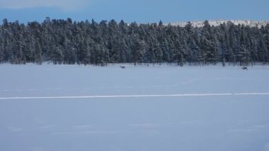reindeers runninf donmuş bir gölün üzerinde Grup