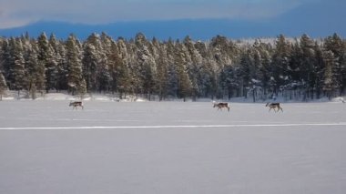 reindeers runninf donmuş bir gölün üzerinde Grup