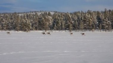 reindeers runninf donmuş bir gölün üzerinde Grup
