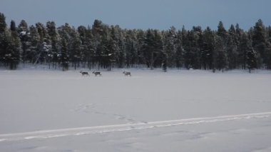 reindeers runninf donmuş bir gölün üzerinde Grup