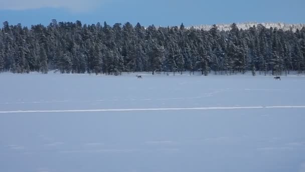 Group Reindeers Runninf Frozen Lake — Stock Video