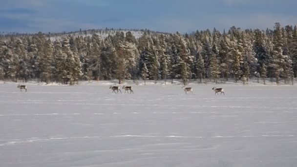 Gruppe Rentiere Läuft Auf Einem Zugefrorenen See — Stockvideo