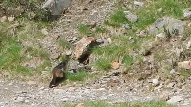 Marmota Salvaje Terreno Alpino — Vídeos de Stock